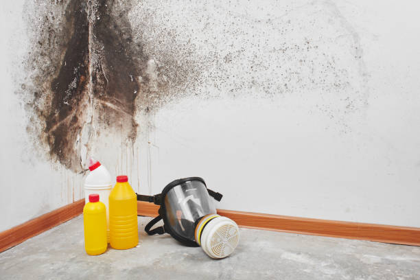 Best Attic Mold Remediation in Syosset, NY