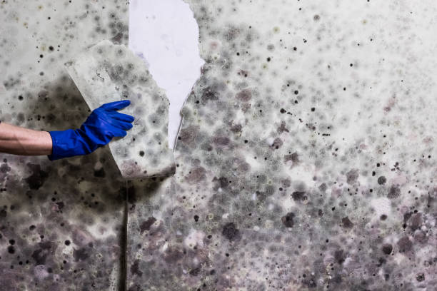 Professional Mold Remediation in Syosset, NY